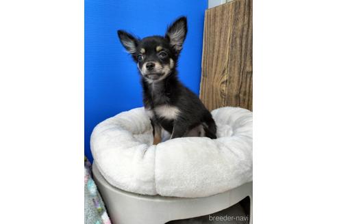 成約済の兵庫県のチワワ(ロングコート)-160556の5枚目