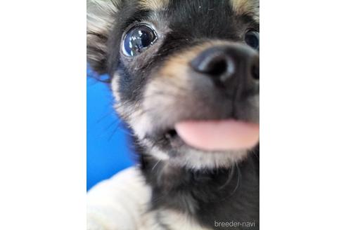 成約済の兵庫県のチワワ(ロングコート)-160556の6枚目