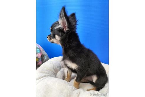 成約済の兵庫県のチワワ(ロングコート)-160556の8枚目