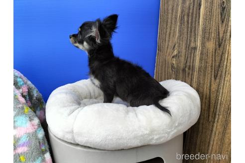 成約済の兵庫県のチワワ(ロングコート)-160556の9枚目