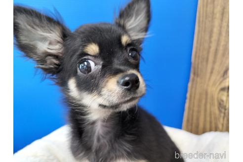 成約済の兵庫県のチワワ(ロングコート)-160556の10枚目