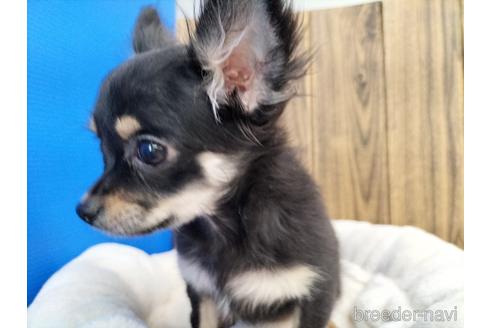 成約済の兵庫県のチワワ(ロングコート)-160556の11枚目