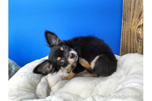 成約済の兵庫県のチワワ(ロングコート)-160556の12枚目