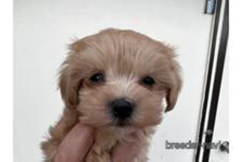 成約済の岐阜県のミックス犬-168550の1枚目