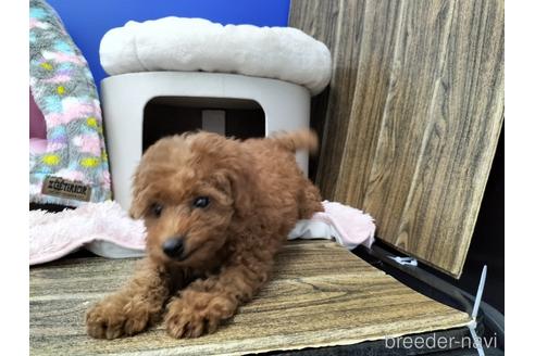 成約済の兵庫県のトイプードル-168557の12枚目