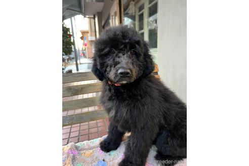 成約済の東京都のその他の犬種-164690の44枚目