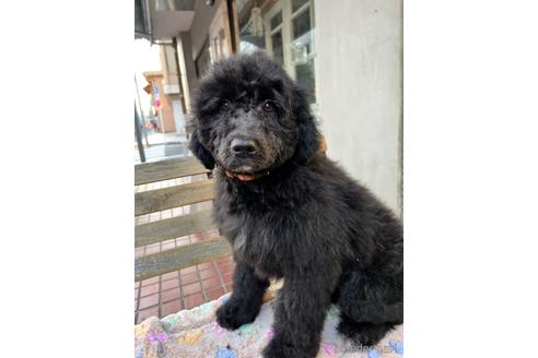 成約済の東京都のその他の犬種-164690の45枚目