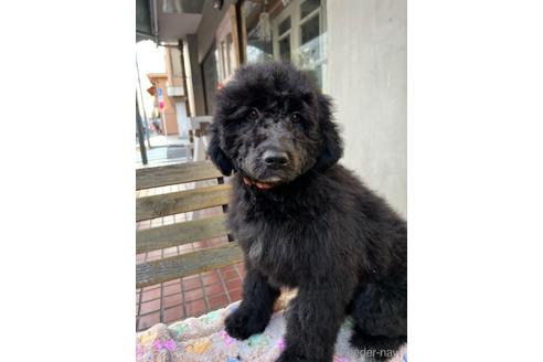 成約済の東京都のその他の犬種-164690の46枚目