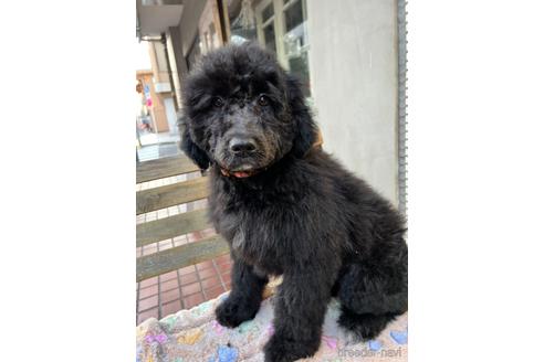 成約済の東京都のその他の犬種-164690の43枚目