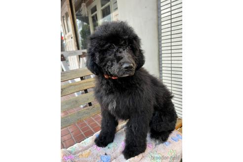 成約済の東京都のその他の犬種-164690の42枚目