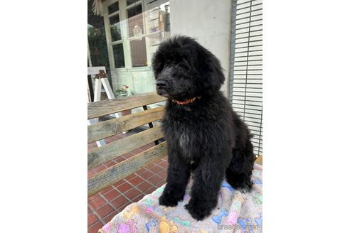 成約済の東京都のその他の犬種-164690の41枚目
