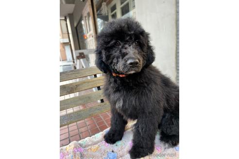 成約済の東京都のその他の犬種-164690の39枚目