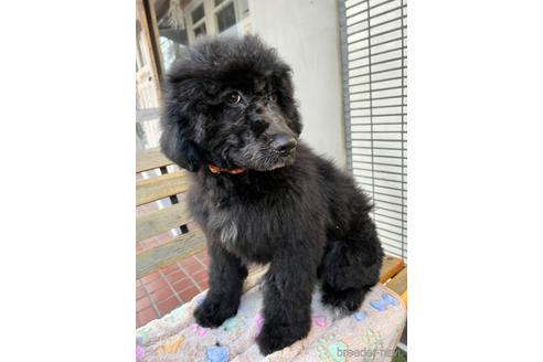 成約済の東京都のその他の犬種-164690の38枚目