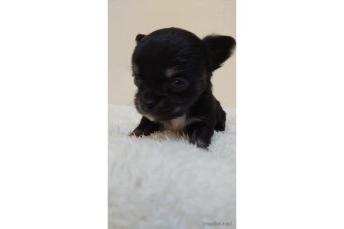 成約済の埼玉県のチワワ(ロングコート)-168591の3枚目