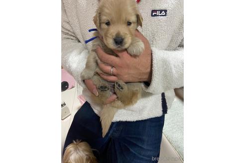 成約済の静岡県のゴールデンレトリーバー-167163の1枚目
