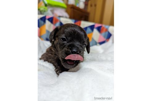 成約済の大阪府のミックス犬-168727の4枚目