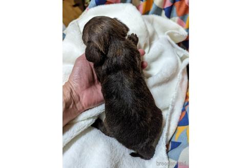 成約済の大阪府のミックス犬-168727の2枚目