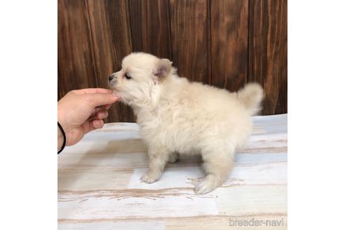 成約済の愛知県のポメラニアン-168602の2枚目