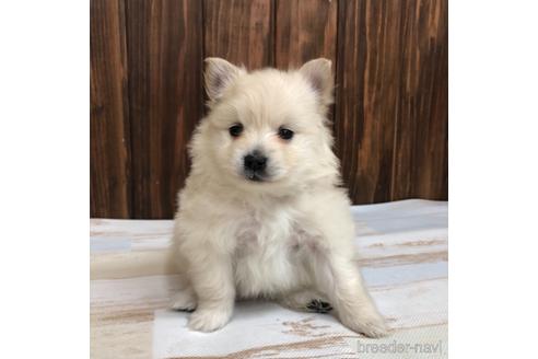 成約済の愛知県のポメラニアン-168602