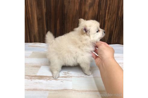 成約済の愛知県のポメラニアン-168602の3枚目