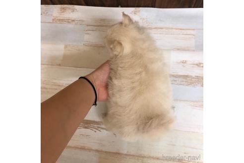 成約済の愛知県のポメラニアン-168602の4枚目