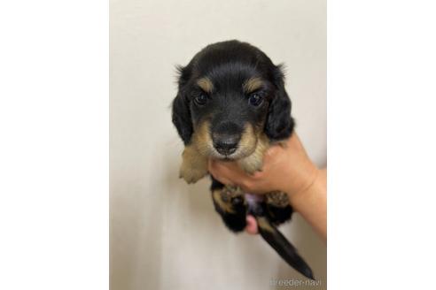 成約済の千葉県のミニチュアダックスフンド(ロングヘアード)-167359の6枚目