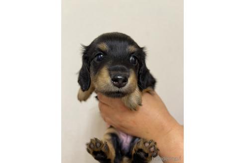 成約済の千葉県のミニチュアダックスフンド(ロングヘアード)-167359の1枚目