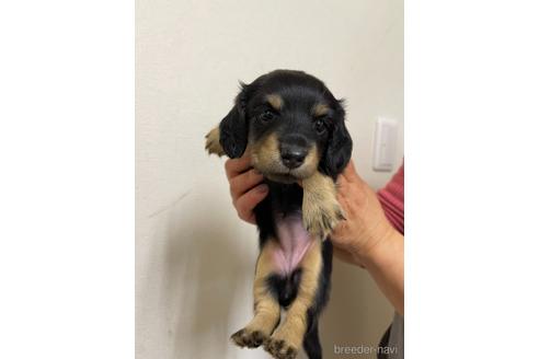 成約済の千葉県のミニチュアダックスフンド(ロングヘアード)-167359の5枚目