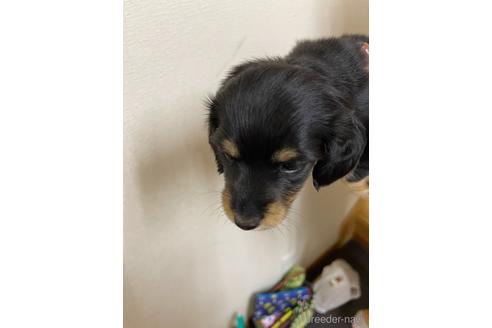 成約済の千葉県のミニチュアダックスフンド(ロングヘアード)-167359の3枚目