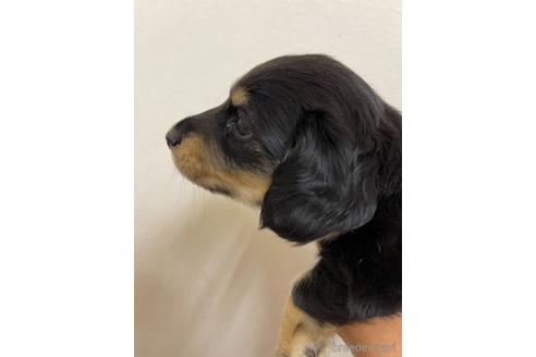 成約済の千葉県のミニチュアダックスフンド(ロングヘアード)-167359の4枚目