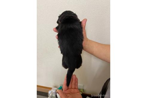 成約済の千葉県のミニチュアダックスフンド(ロングヘアード)-167359の2枚目