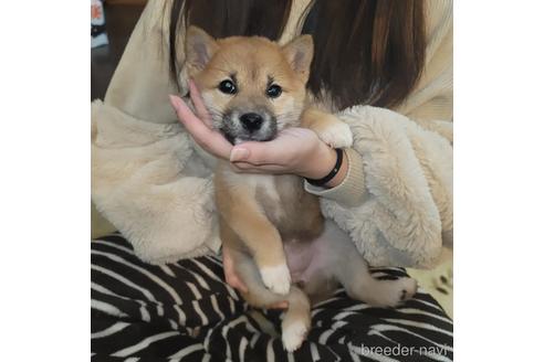 成約済の長崎県の柴犬-163419