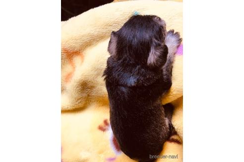 成約済の長崎県のミニチュアシュナウザー-168630の2枚目