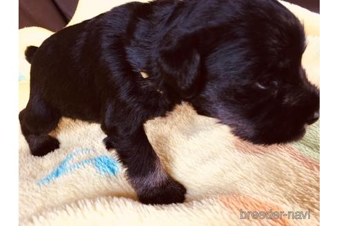 成約済の長崎県のミニチュアシュナウザー-168635の3枚目