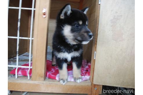 成約済の岡山県の柴犬-168639の1枚目