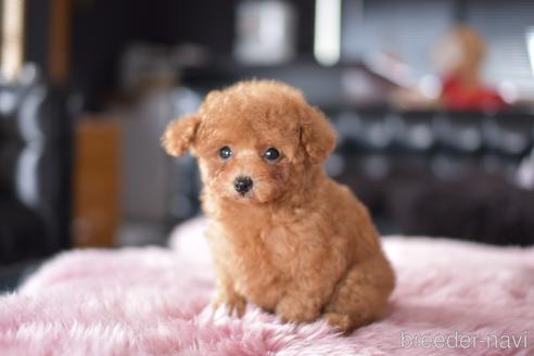 成約済の茨城県のタイニープードル-168643の6枚目