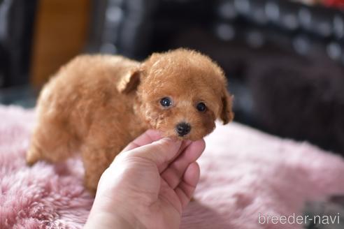 成約済の茨城県のタイニープードル-168643の5枚目
