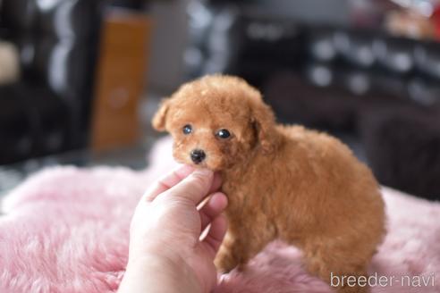 成約済の茨城県のタイニープードル-168643の3枚目