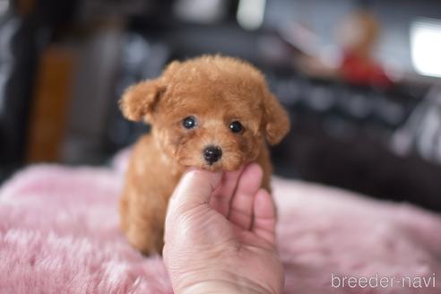 成約済の茨城県のタイニープードル-168643の2枚目