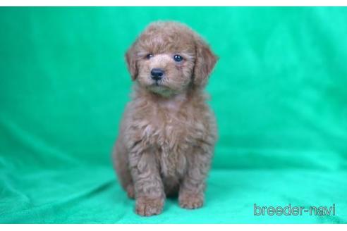 成約済の東京都のトイプードル-168660の2枚目