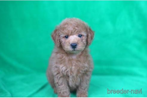 成約済の東京都のトイプードル-168660の1枚目