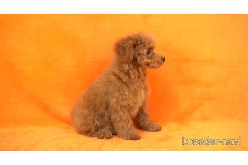 成約済の東京都のトイプードル-168669の2枚目