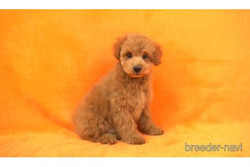 成約済の東京都のトイプードル-168669の1枚目