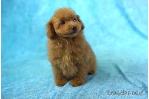 成約済の東京都のトイプードル-168670の2枚目