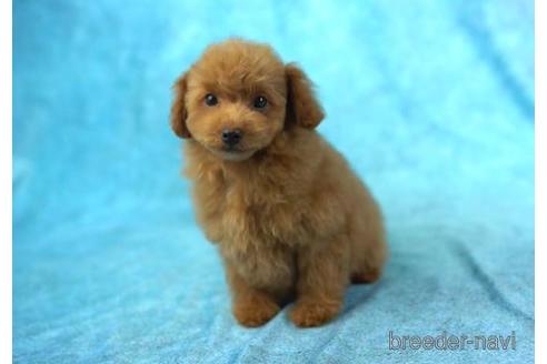 成約済の東京都のトイプードル-168670