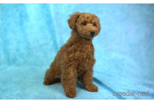 成約済の東京都のトイプードル-168671