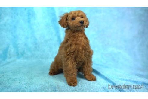 成約済の東京都のトイプードル-168671の2枚目