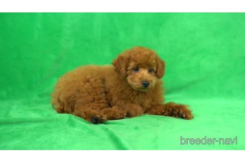 成約済の東京都のトイプードル-168674の2枚目