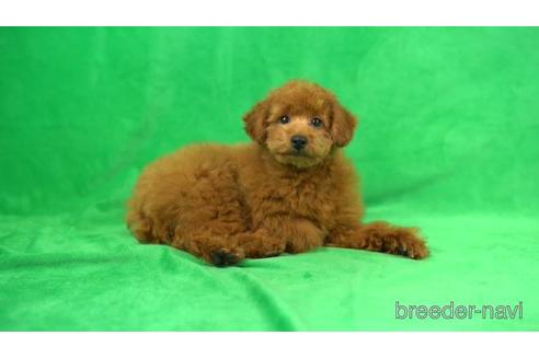 成約済の東京都のトイプードル-168674