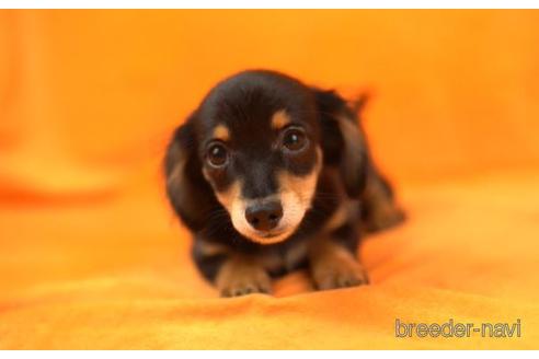 成約済の東京都のチワックス:チワワ×ミニチュアダックスフンド-168679の2枚目